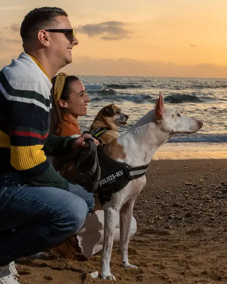 Perro en exterior junto al mar al atardecer