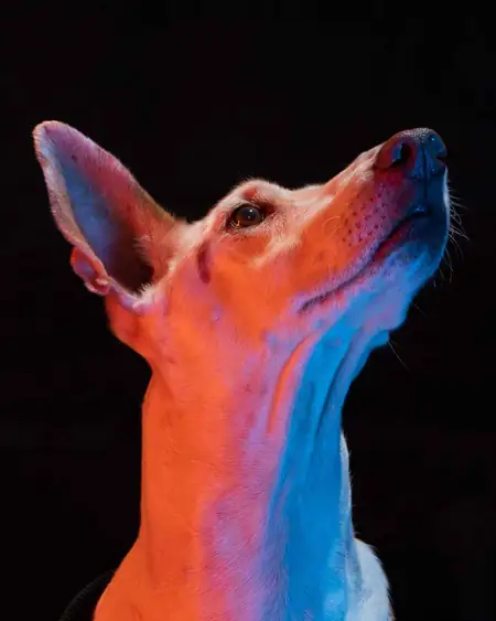 Retrato de mascota en exterior con luz suave