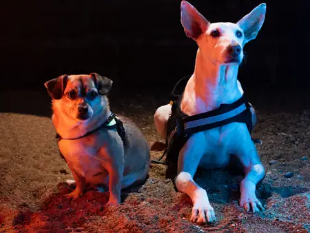 Mascota posando en entorno natural