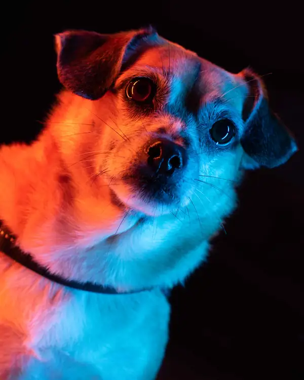 Retrato artístico de perro en exterior