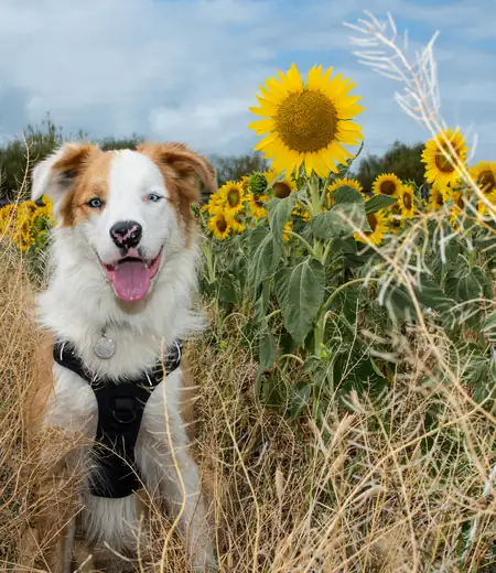 Retrato cercano de mascota con mirada intensa