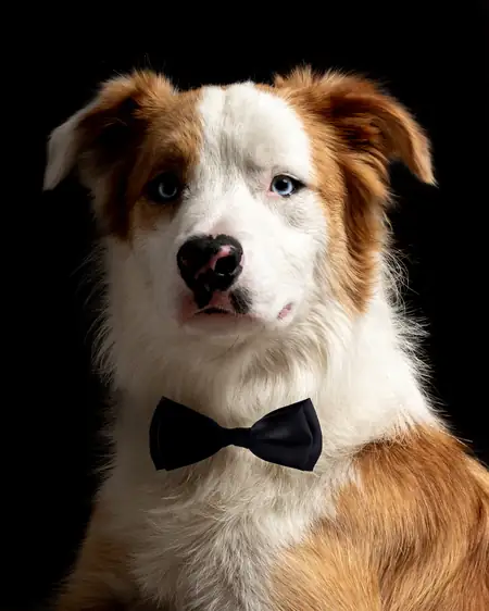 Mascota jugando en exterior durante la sesión de fotos