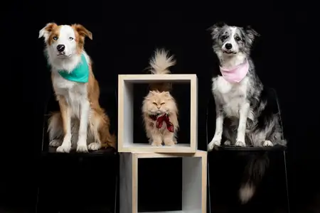 Perro en movimiento durante un paseo al aire libre