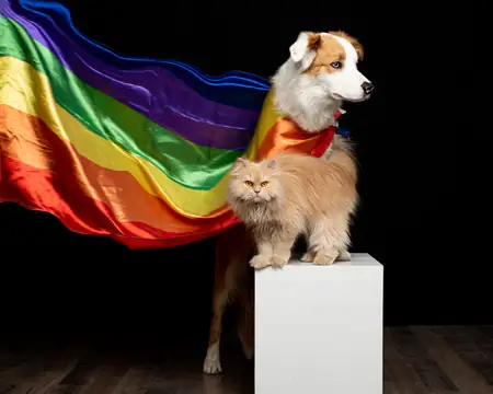 Retrato de mascota mirando directamente a cámara