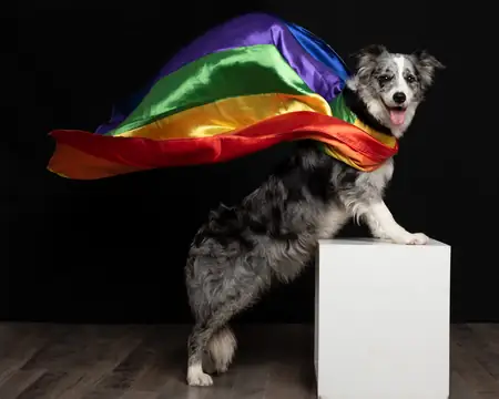 Perro con pañuelo de colores posando con orgullo